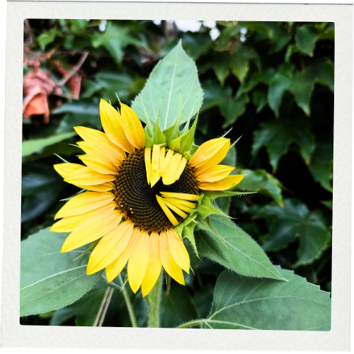 Sonnenblume in Lucias Garten