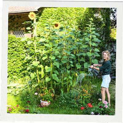 Lucia gießt ihre Sonnenblumen